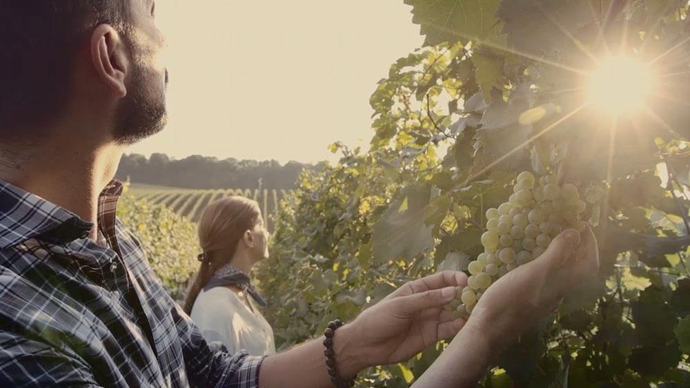 Geoff-Hardy Wines from Spain and South Australia